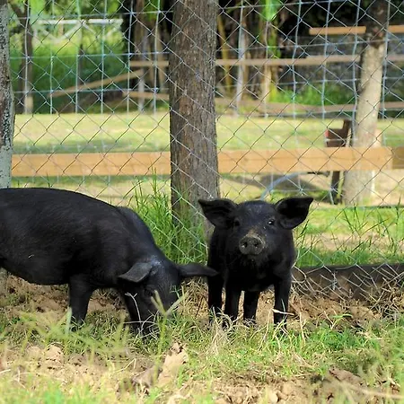 L'arca Di Anna Brambilla