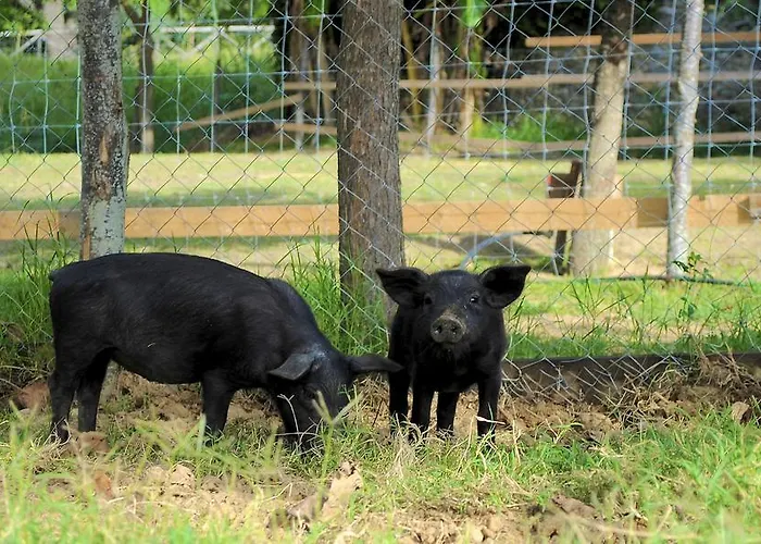 L'arca Di Anna Brambilla